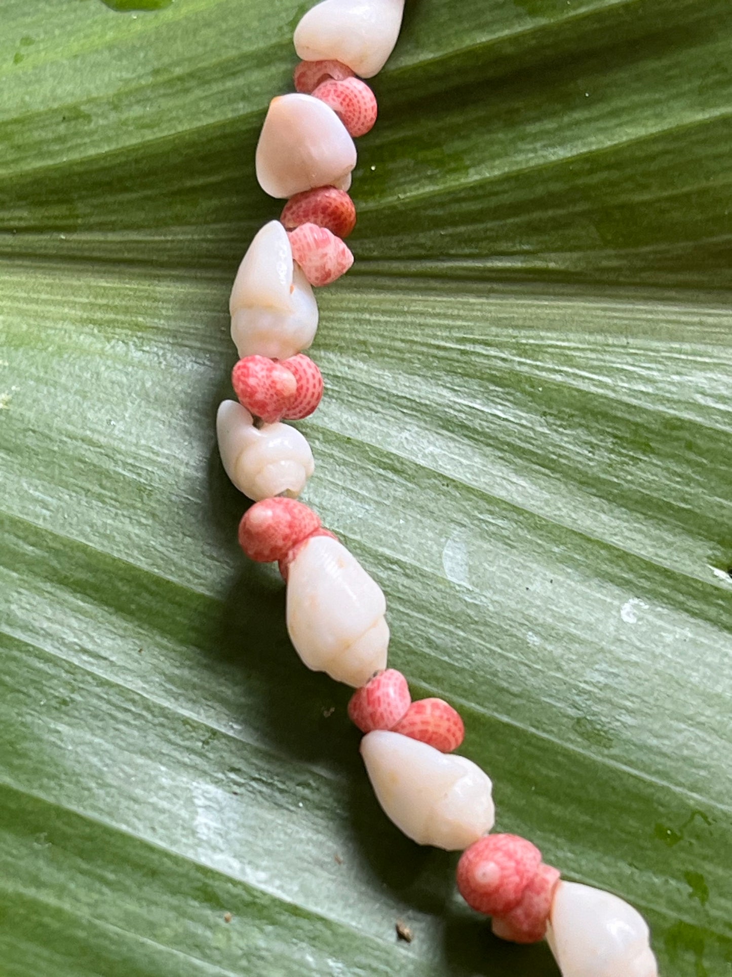 Single Strand Necklace 21Inch Momi Shell and Pink Kahelelani Shells