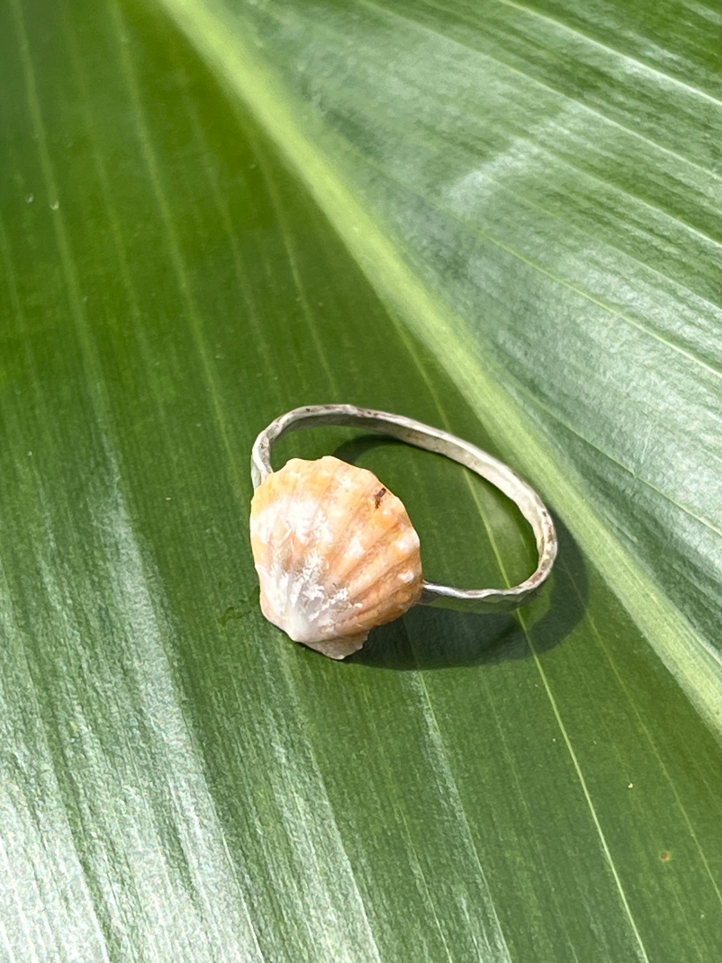 baby Sunrise Shell Ring -Sterling Silver